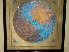 -上海昆虫博物馆