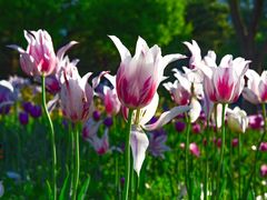 -长春公园(普阳街道)