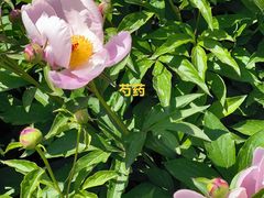 -济南国际园博园