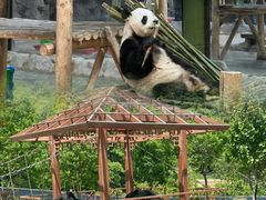 -栾川竹海野生动物园