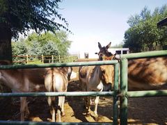 -青藏高原野生动物园