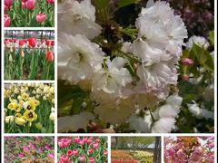 -石家庄市植物园