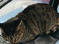 -纳吉亚猫专科动物诊疗中心(蒋宅口分院)