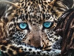 -罗红摄影艺术馆