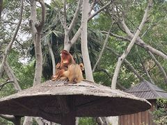 -深圳野生动物园