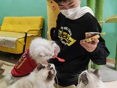 -猫在这儿猫咪咖啡馆·撸猫馆