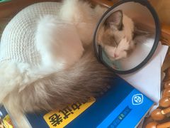 -安安宠医·臻爱宠物医院·宠保定点(营门口路分院)