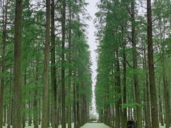 -渌洋湖湿地公园