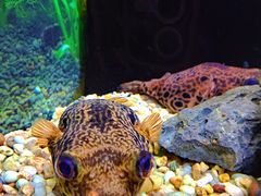 -上海海洋水族馆