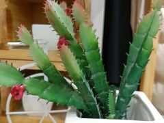 -阿三生煎馆(万达广场店)