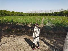 -海上花岛玫瑰园采摘