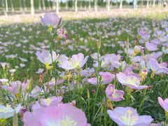 -汉长安城未央宫国家考古遗址公园