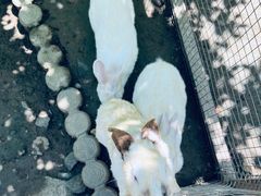 -栾川竹海野生动物园