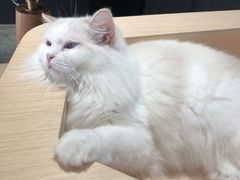 -瞄一喵猫咖(格力海岸店)