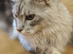 -滚猫咖啡·猫咖·猫友好撸猫(未来城店)