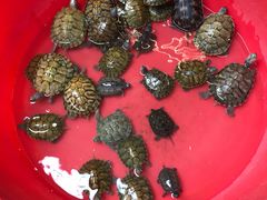 -青石桥市场北1-27号