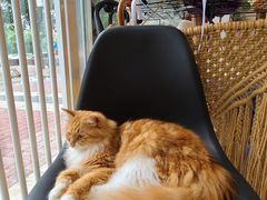 -平行世界·猫咖(首经贸店)