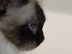 -糯米喵星人·撸猫猫舍咖啡馆(西市场嘉华店)