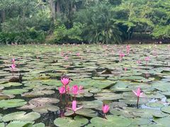 -中国科学院西双版纳热带植物园