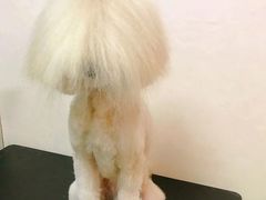 -宠物梦想家(日月豪庭店)