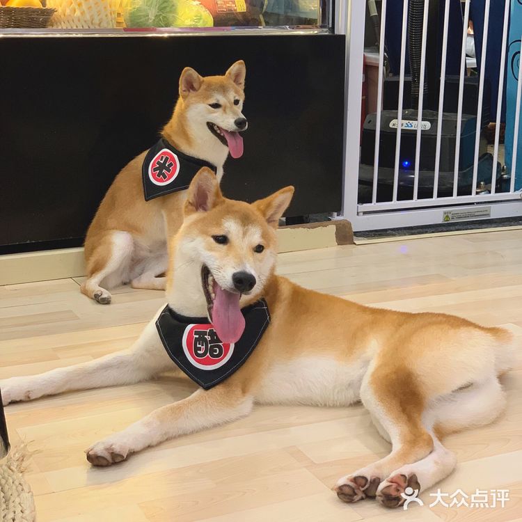 探店 | 广州首家柴犬咖啡厅🐶被狗狗萌炸了