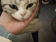 -猫色咖啡·猫咖
