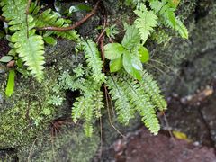 -深圳仙湖植物园