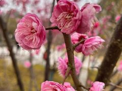 -绍兴镜湖国家城市湿地公园