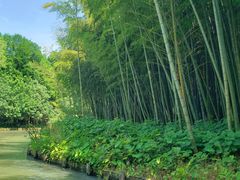 -同里国家湿地公园