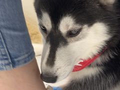 -Husky Go!哈士奇体验馆·宠物咖啡厅狗咖