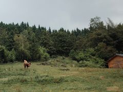 -武陵山森林公园