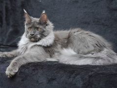-十年猫舍·猫咪专门店(普陀店)