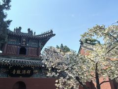 -洛阳白马寺