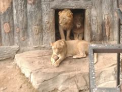 -大连森林动物园