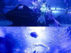-海合安天津极地海洋公园