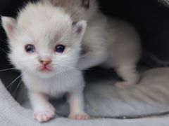 -安安宠医·安宠宠物医院