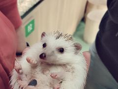 -藦茜花园宠物主题亲子互动体验馆(国顺东路店)