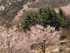 -樱花山风景区