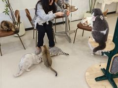 -共舞时光猫咖·狗咖(新街口店)