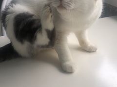 -喵的天空名猫咖啡馆·撸猫·猫舍·用品