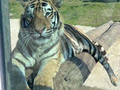 -西霞口神雕山野生动物世界
