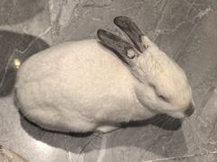 -东安鸡馆(蔡锷南路店)