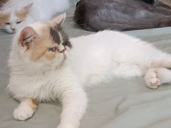 -平行世界·猫咖(首经贸店)