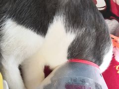 -伟伟宠物医院·CT影像中心·瑞派犬猫综合性门诊(汉口总院)
