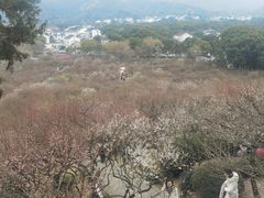 -香雪海