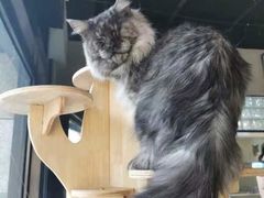 -十年猫舍·猫咪专门店(普陀店)