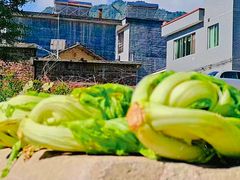 -广州市流溪河国家森林公园