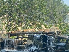 -北京野生动物园