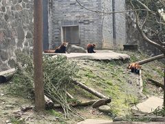 -都江堰中华大熊猫苑