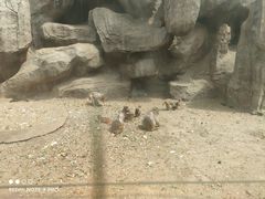 -大青山野生动物园